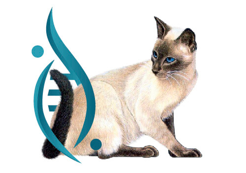 Tratamento com Células Tronco em Atibaia para Gatos, Cachorros e Cavalos
